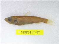 藏品(短鰭新燈籠魚)的圖片